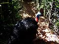 gal/holiday/Brazil 2005 - Foz do Iguacu Birds Sanctuary/_thb_Bird_Sanctuary_Iguacu_DSCF1251.jpg